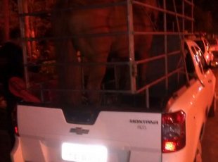 Ação conjunta entre Polícia Militar de Afonso Cláudio e Domingos Martins,resulta em prisão de ladrões de cavalos