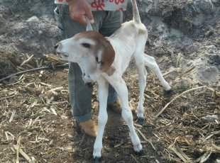 Vaca dá à luz a bezerro com duas cabeças em fazenda no município de Fundão