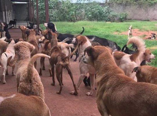 Grupo faz vaquinha online para construir novo abrigo para animais carentes em Vila Velha
