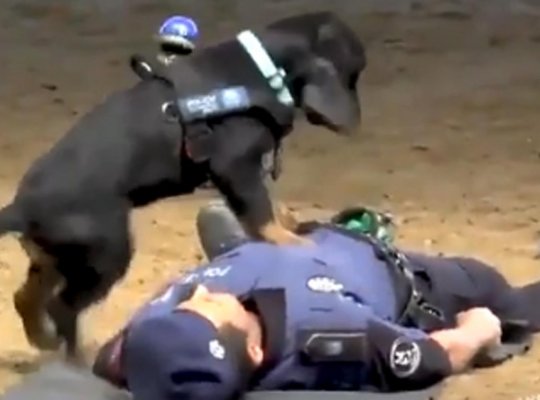 Cão policial faz massagem cardíaca em agente na Espanha