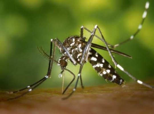 27 municípios capixabas em alerta de dengue, zika e chikungunya