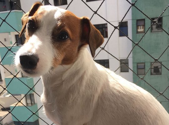 Cachorro cai do 7º andar de prédio em Vitória e não sofre nenhuma fratura