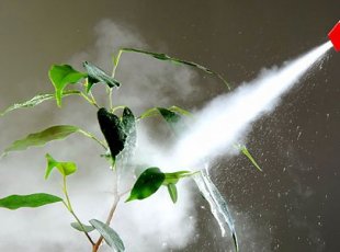 Inseticida natural promete acabar com mosquitos e insetos em geral
