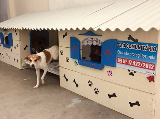 Moradores de Ponta Grossa, no Paraná, criam cãodomínios para cachorros de rua