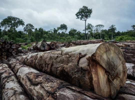 Desmatamento na Amazônia cresce em agosto; avanço representa 222% em relação ao mesmo mês de 2018