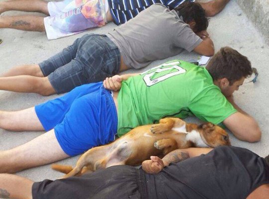 Em ação policial, cão deita no chão ao lado de suspeitos