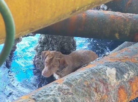 Mistério! Cachorro é resgatado no mar a mais de 220 km da costa e deixa marinheiros intrigados