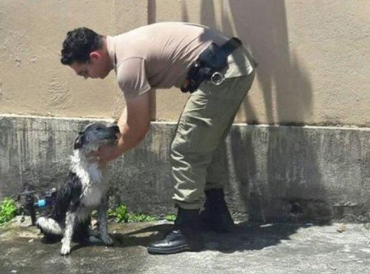Cão recebe banho após desmaiar com calor de 48°C