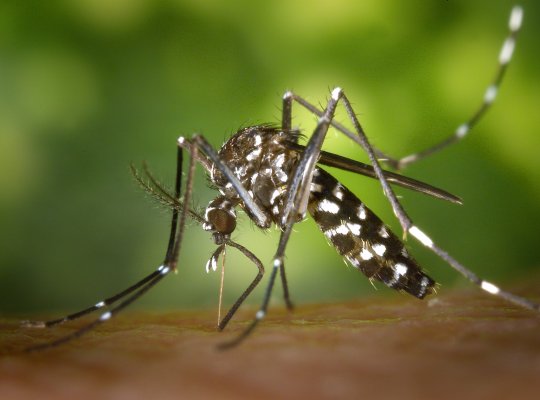 Espírito Santo com aumento de casos de dengue
