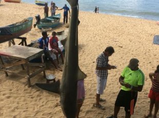 Tubarão é encontrado na praia de Itaparica em Vila Velha