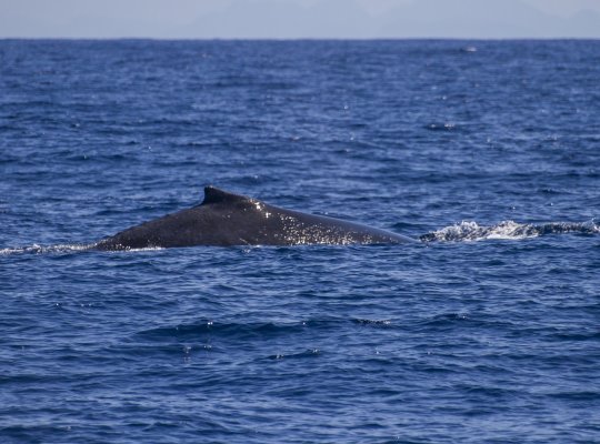 Baleias Jubarte chegam mais cedo ao ES e são avistadas por equipe de pesquisa