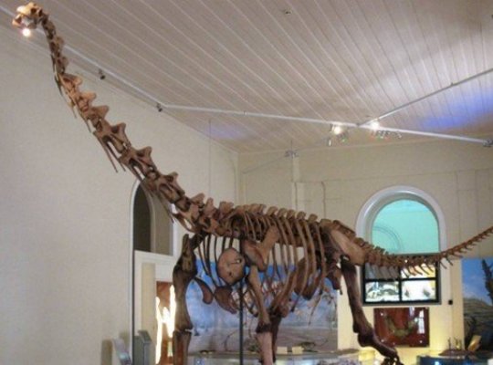 Museu Nacional tem fragmentos de dinossauro encontrados nos escombros