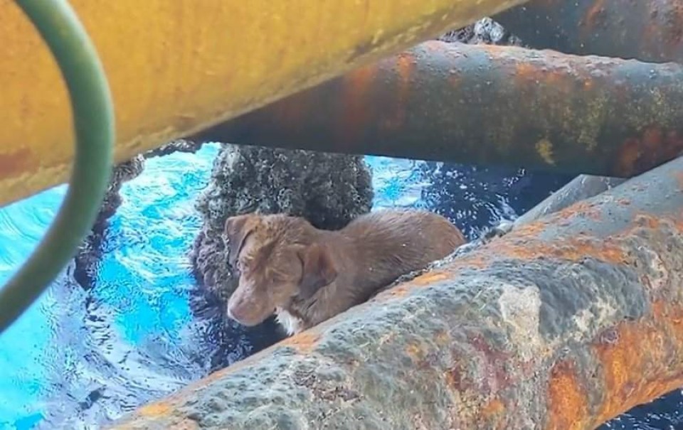 Mistério! Cachorro é resgatado no mar a mais de 220 km da costa e deixa marinheiros intrigados
