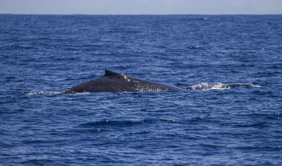 Baleias Jubarte chegam mais cedo ao ES e são avistadas por equipe de pesquisa